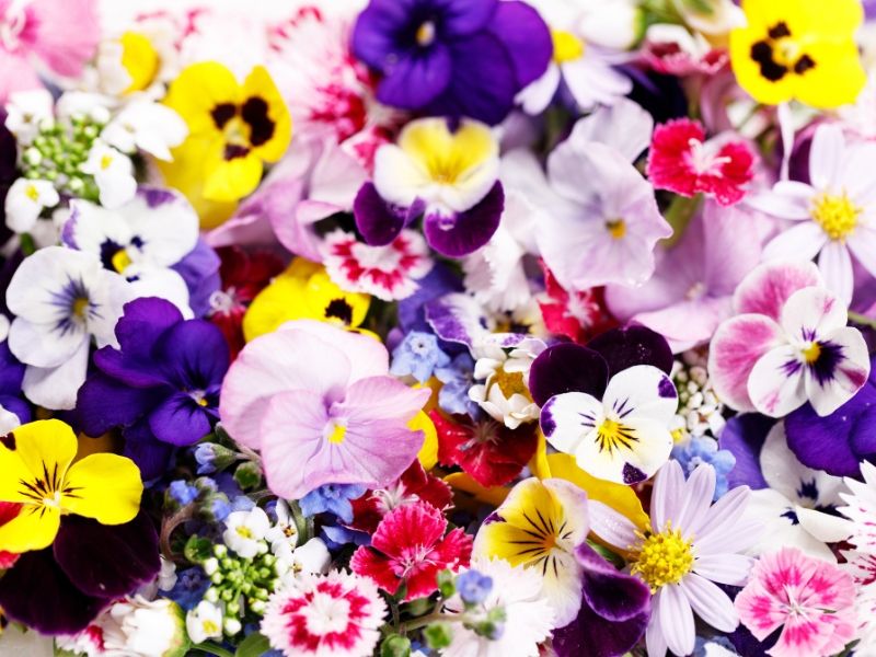 Le erbe del mulino fiori eduli 01