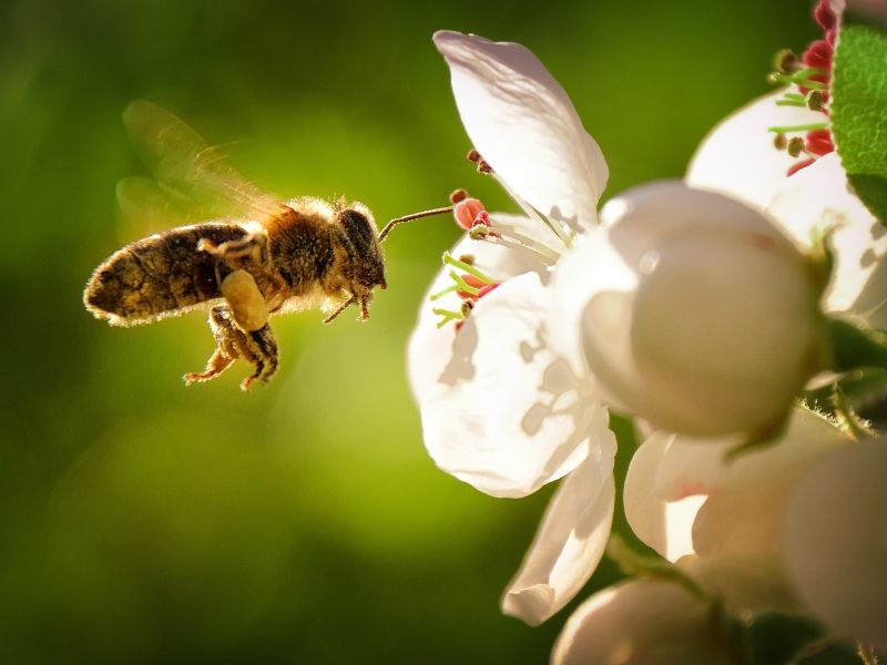 Apinomia apie e miele home page 01
