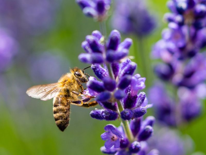 Il mondo di apinomia ape mellifera 01