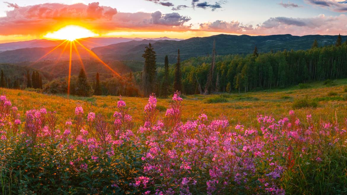 Come faccio a sapere che un miele ha nettare di un solo fiore?